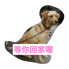 [LINEスタンプ] yellow little dog's day