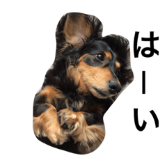 [LINEスタンプ] ミニチュアダックス ブラックタン