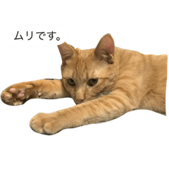 [LINEスタンプ] 茶トラ猫、虎吉