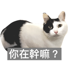 [LINEスタンプ] meow woo life