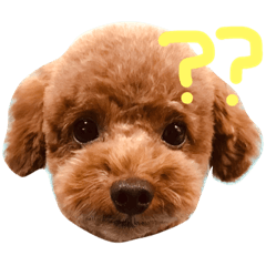 [LINEスタンプ] 愛犬 プードル