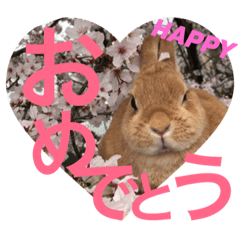 [LINEスタンプ] うさぎのクウたん