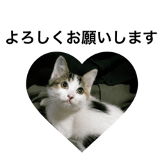 [LINEスタンプ] まめとj 2nd