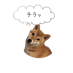 [LINEスタンプ] 我が家のララちゃん♪