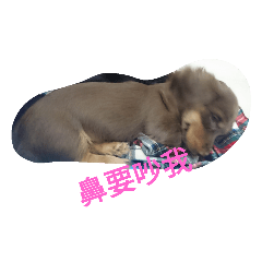 [LINEスタンプ] happy doog