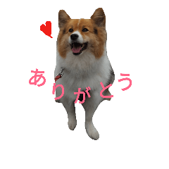 [LINEスタンプ] 愛犬＆愛うさぎ