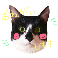 [LINEスタンプ] ハチワレのおはぎくん♡