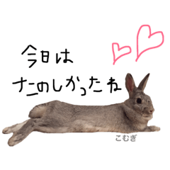 [LINEスタンプ] うさぎのこむぎちゃん