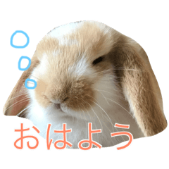 [LINEスタンプ] ロップちゃんの日常スタンプ