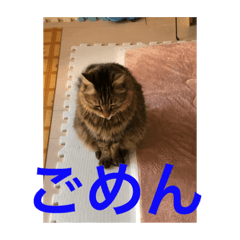 [LINEスタンプ] 許したくなる猫語