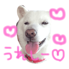 [LINEスタンプ] 北海道犬 凜ちゃん♡