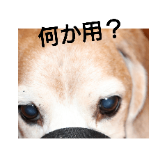 [LINEスタンプ] 個人的な犬のスタンプ