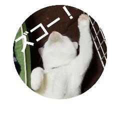 [LINEスタンプ] 福猫スタンプ(実写)⑤の画像（メイン）