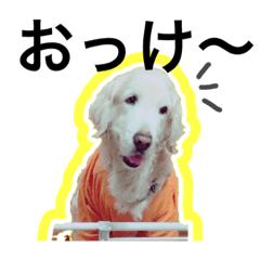 [LINEスタンプ] ゴールデンレトリーバーのべべちゃん