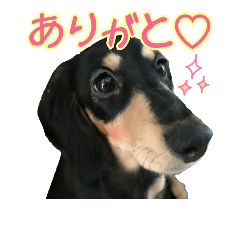 [LINEスタンプ] ダックスフンドまふぃんの毎日スタンプ