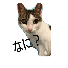 [LINEスタンプ] うちの猫ポポ