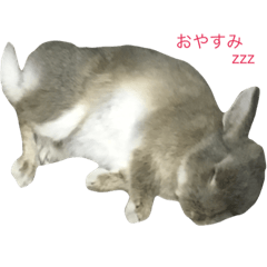 [LINEスタンプ] うちのとん