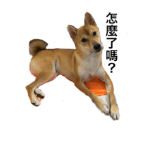 [LINEスタンプ] cute shiba,lovly shiba