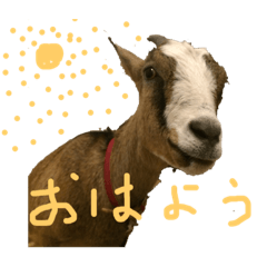 [LINEスタンプ] わたし、ヤギですけど。