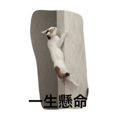 [LINEスタンプ] 面白過ぎる猫