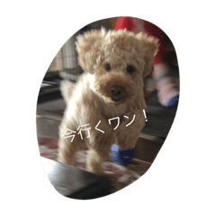 [LINEスタンプ] 犬に前はゴン