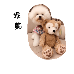 [LINEスタンプ] bichon frise daily life