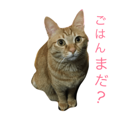 [LINEスタンプ] すずこの日常