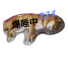 [LINEスタンプ] 柴犬♡いぶきの犬生