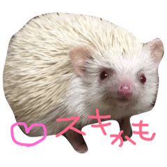 [LINEスタンプ] ハリネズミのきなこと小町