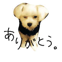 [LINEスタンプ] ひなちゃんです