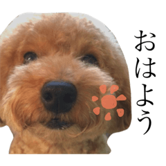 [LINEスタンプ] しーくん。