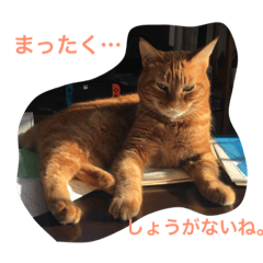 [LINEスタンプ] crazy cats1