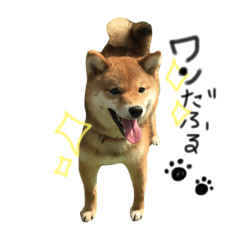 [LINEスタンプ] 柴犬こむぎちゃんスタンプ