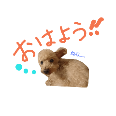 [LINEスタンプ] トイプードルの慶次くん