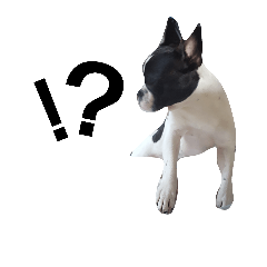 [LINEスタンプ] nova dog stickerの画像（メイン）