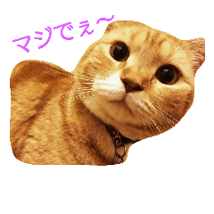 [LINEスタンプ] RuimeiCAT-2