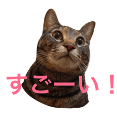 [LINEスタンプ] ニャンズライフ