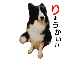 [LINEスタンプ] ボーダーコリーのカーロ