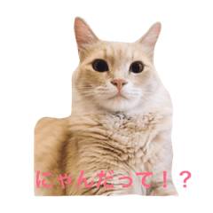 [LINEスタンプ] たいやき(ねこ)