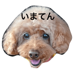 [LINEスタンプ] わがやのちと