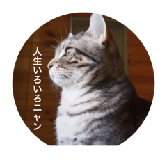 [LINEスタンプ] ouchi-Neko