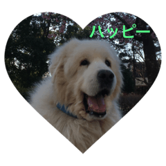 [LINEスタンプ] greatpyrenees