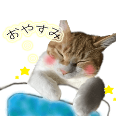 [LINEスタンプ] にゃんこっこすたんぷのパート1