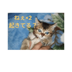 [LINEスタンプ] ネコ スタンプ