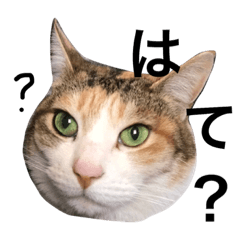 [LINEスタンプ] 三毛猫ジャムの写真2