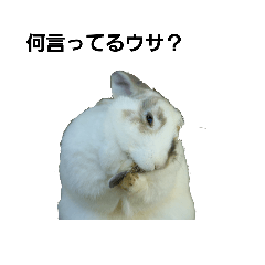 [LINEスタンプ] ウサギの可愛い返信