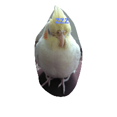 [LINEスタンプ] オカメインコな