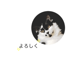 A cat called Sakurako sticker