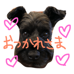 [LINEスタンプ] わたしはサニーです。