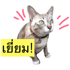 [LINEスタンプ] Funny and Cute Cat！